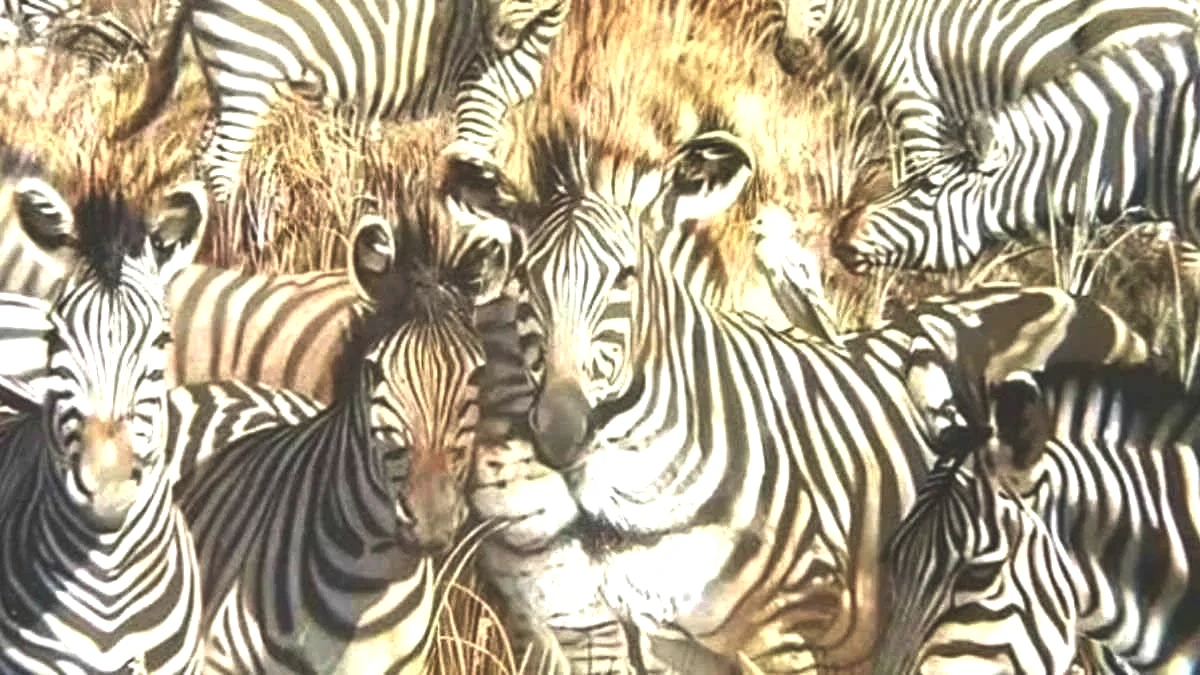 aslan-zebra-test.jpg