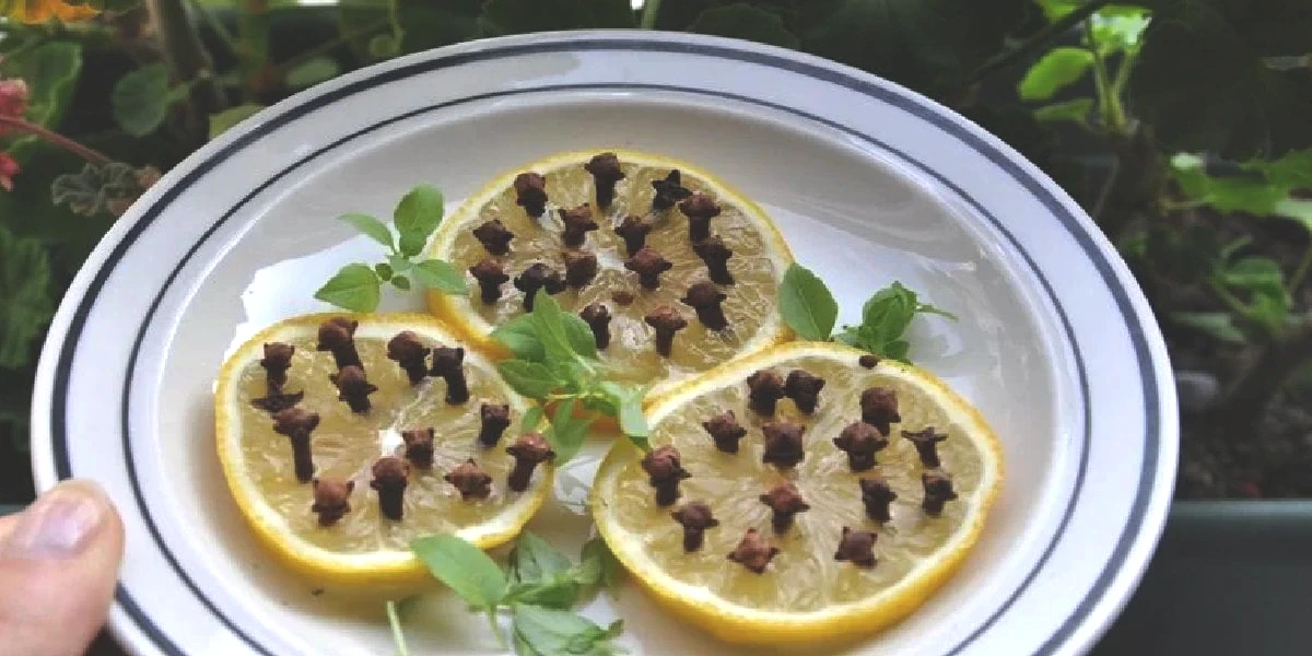 limon-karanfil-sivrisinek.jpg