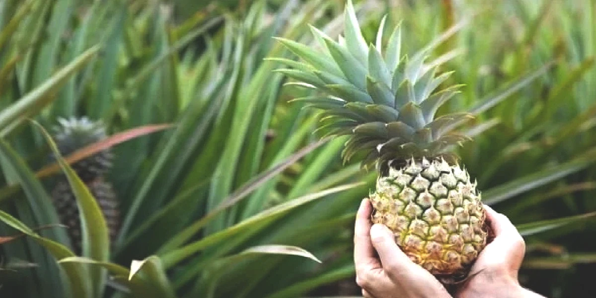 ananas-yetistirmek.jpg